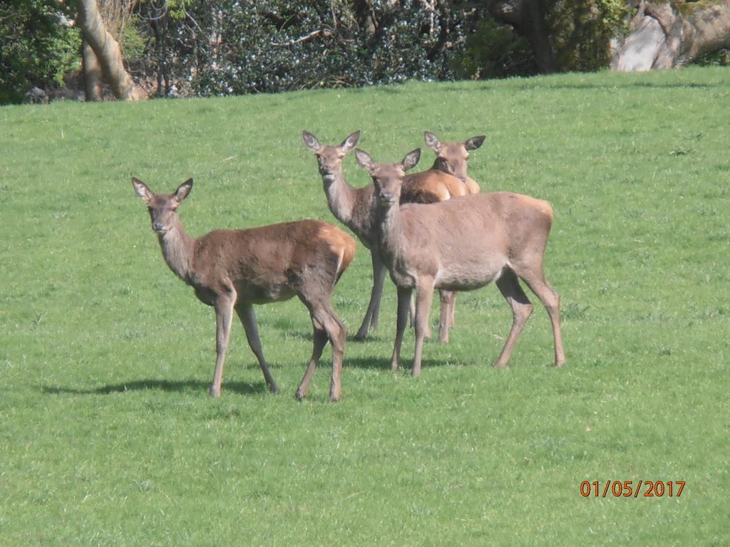 Larkfield House B&B, Ballycasheen Kerry V93 Wd51 Cill Airne Esterno foto